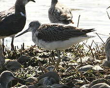 Common Greenshank