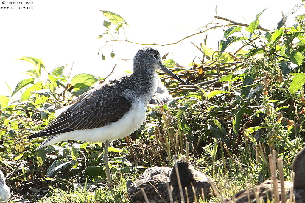 Common Greenshank