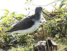 Common Greenshank