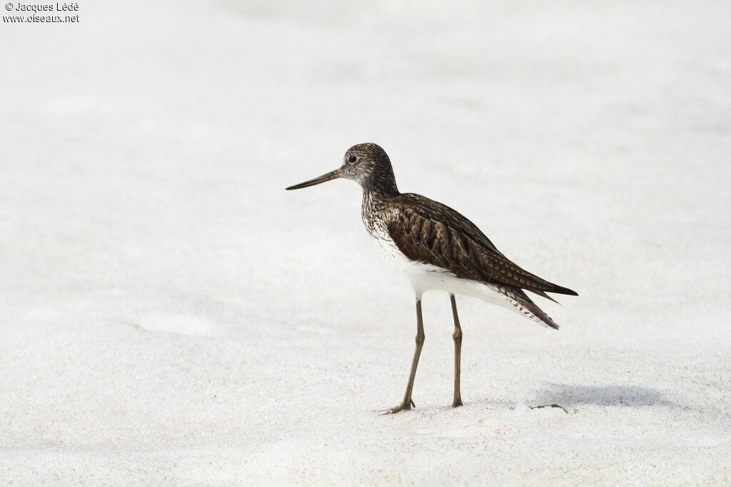 Common Greenshank