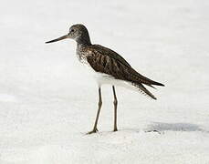 Common Greenshank