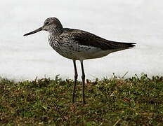 Common Greenshank