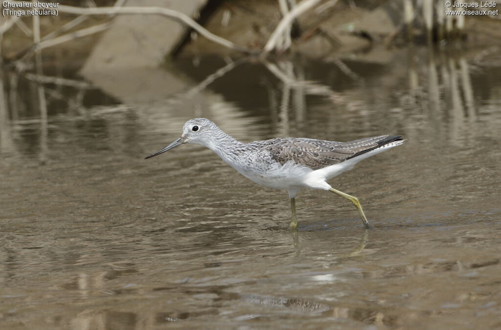 Common Greenshank