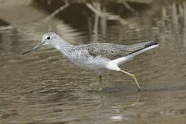 Common Greenshank