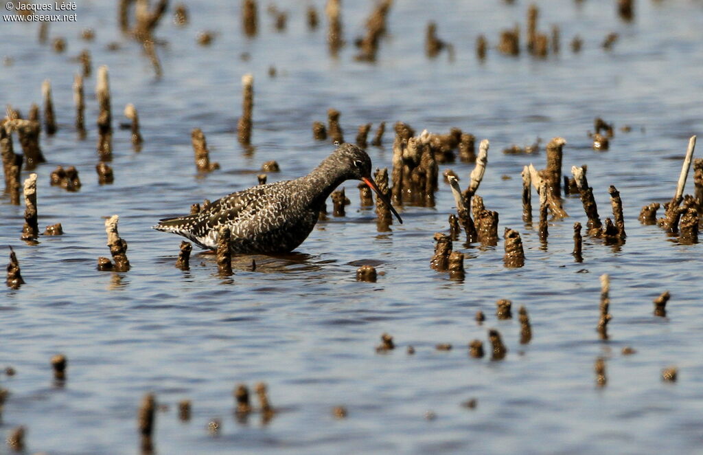 Spotted Redshank