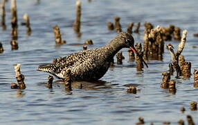 Spotted Redshank