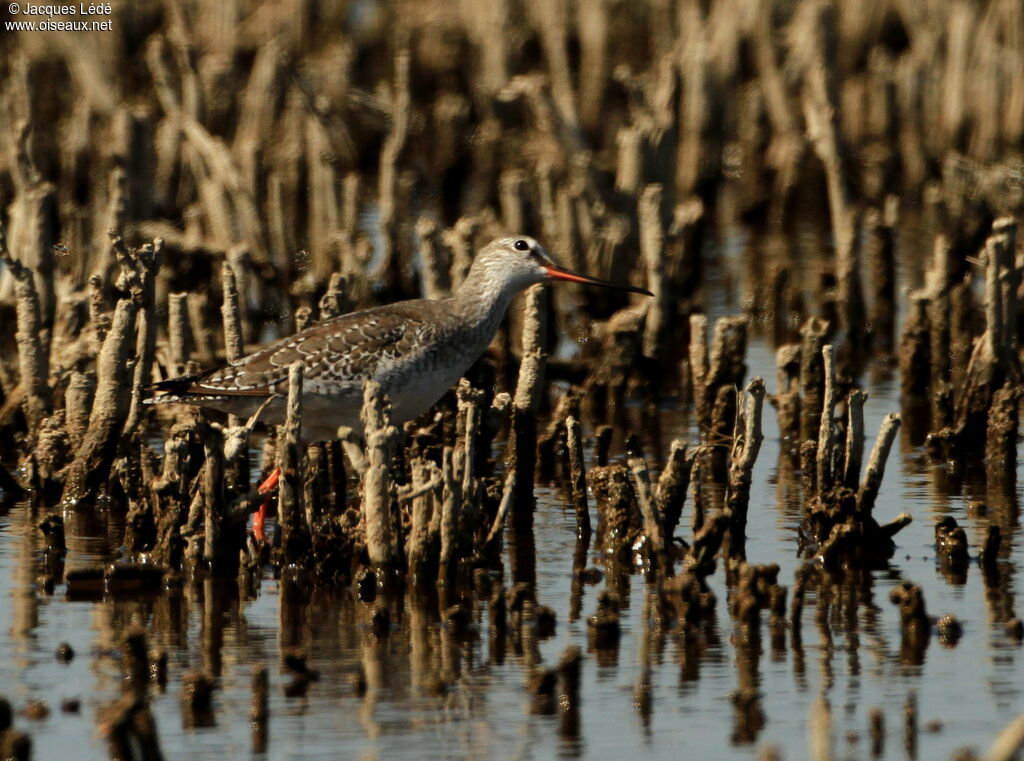 Spotted Redshank