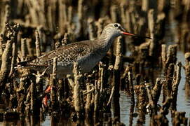 Spotted Redshank