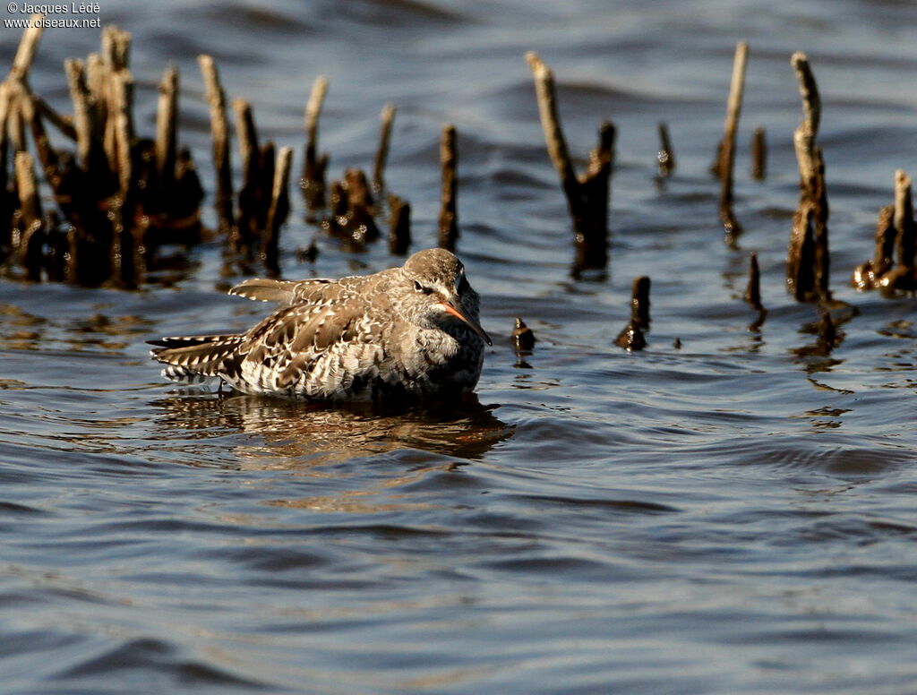 Spotted Redshank