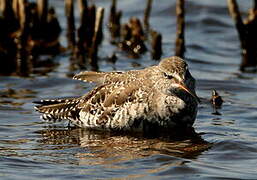 Spotted Redshank