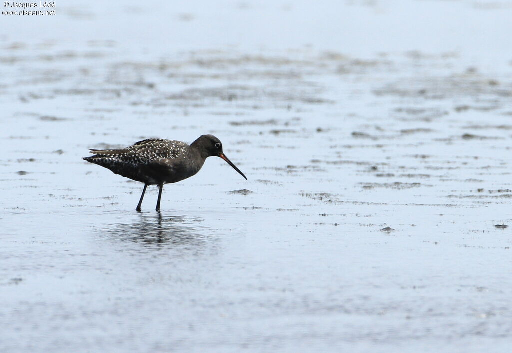 Spotted Redshank