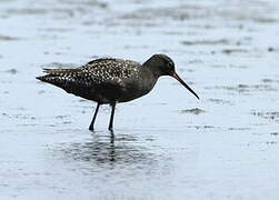 Spotted Redshank