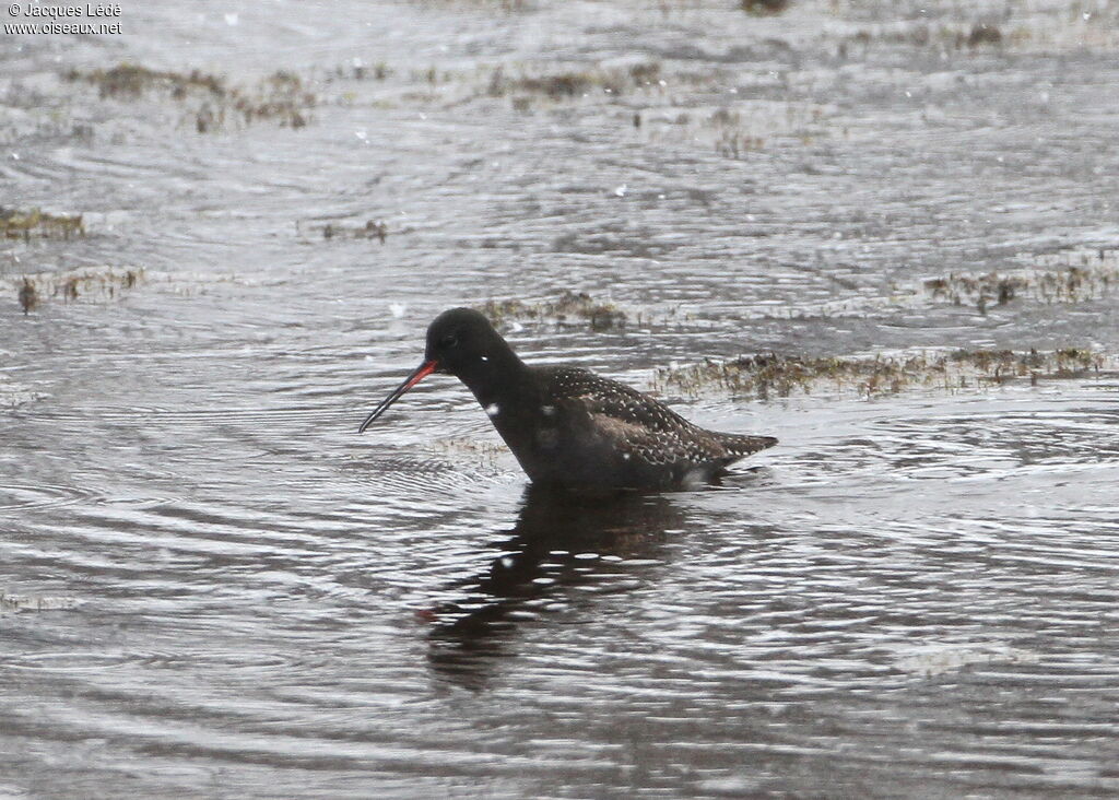 Spotted Redshank