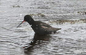 Spotted Redshank