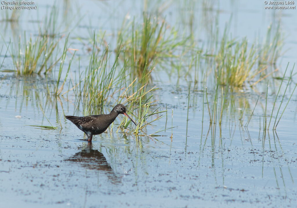 Spotted Redshank