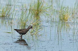 Spotted Redshank