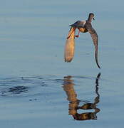 Spotted Redshank