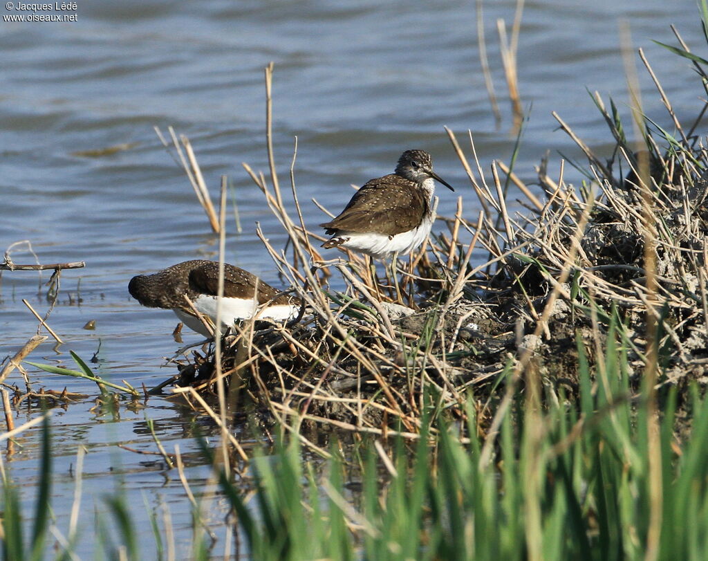 Green Sandpiper