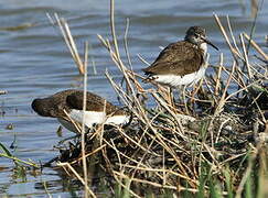 Green Sandpiper