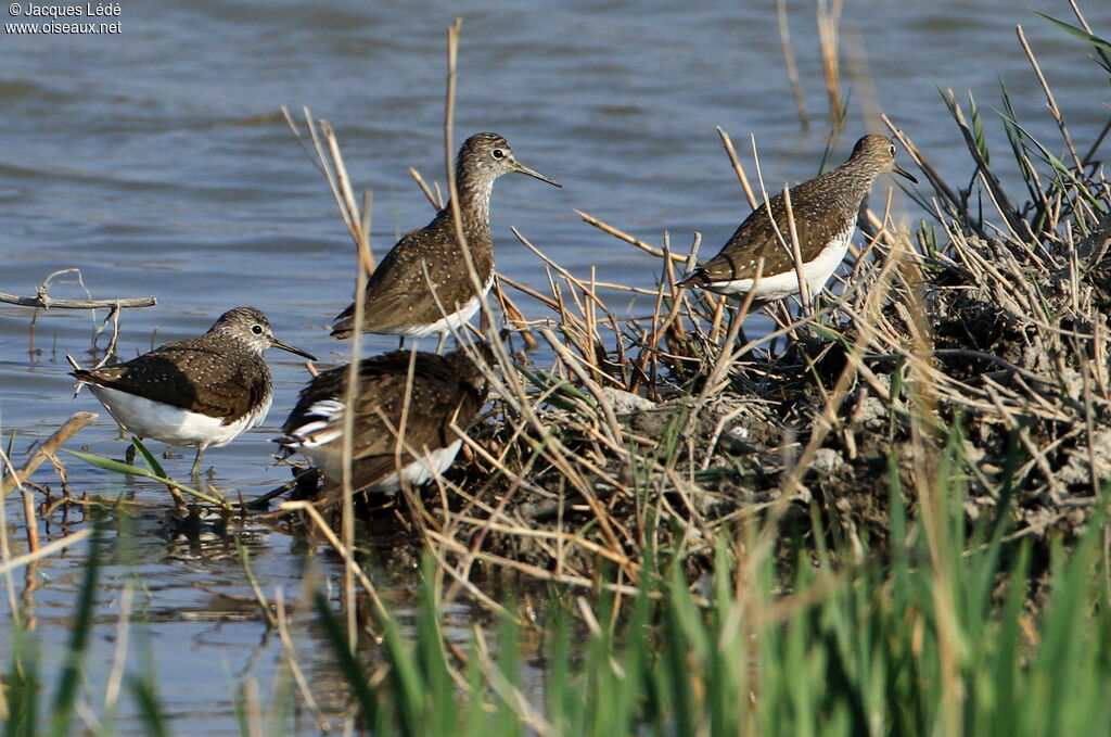 Green Sandpiper