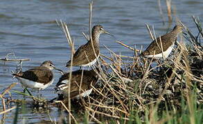 Green Sandpiper