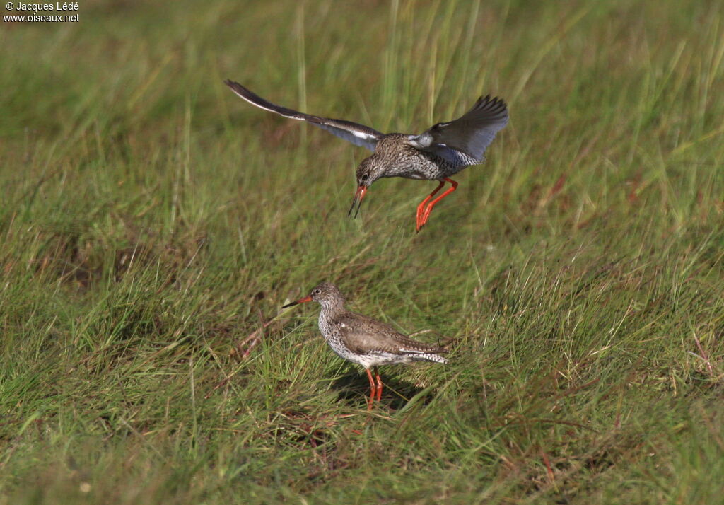 Common Redshank , Behaviour