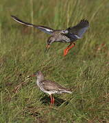 Common Redshank