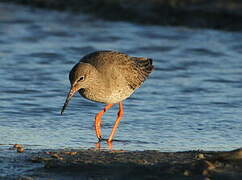 Common Redshank