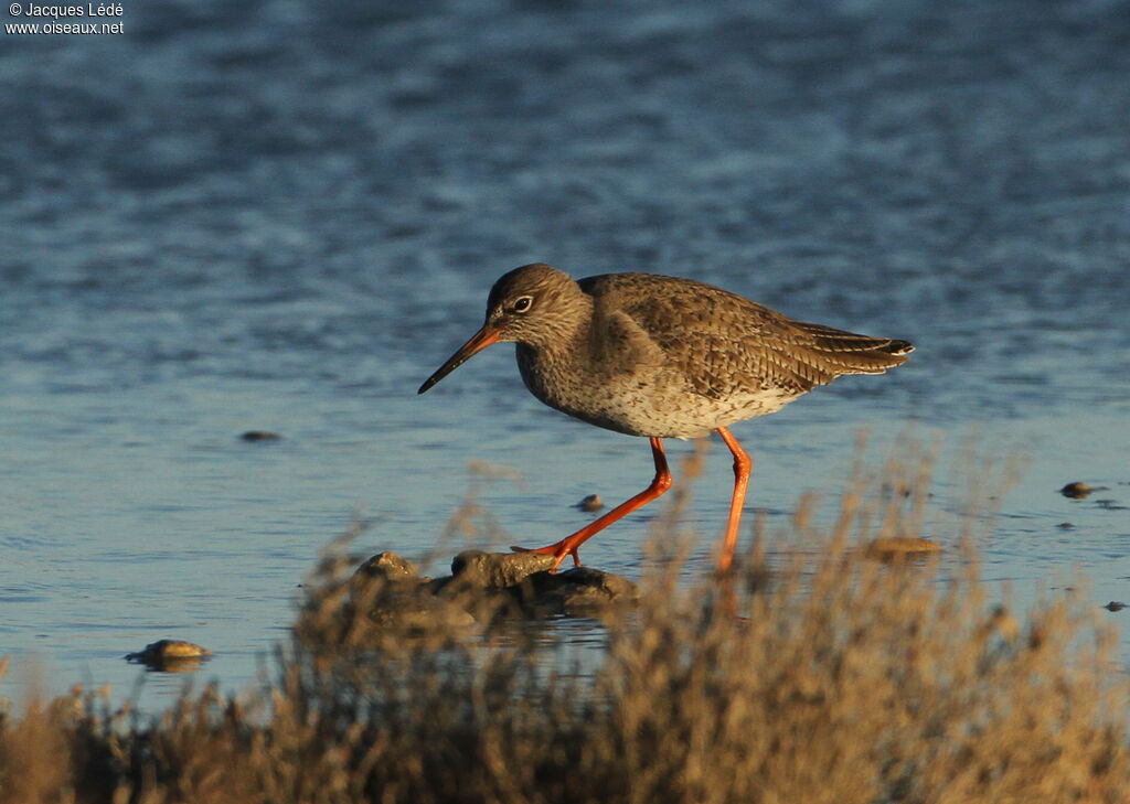 Common Redshank