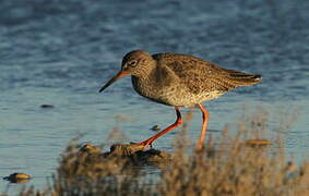 Common Redshank