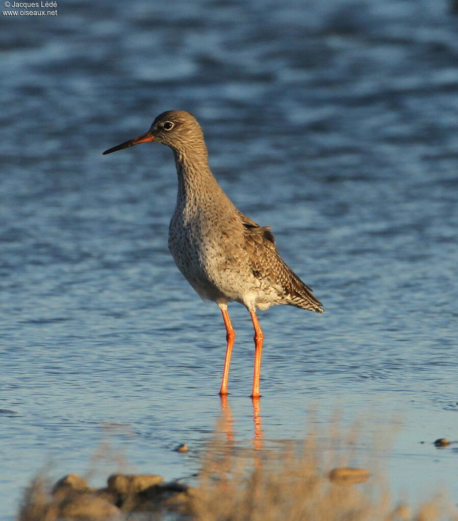 Common Redshank