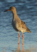 Common Redshank