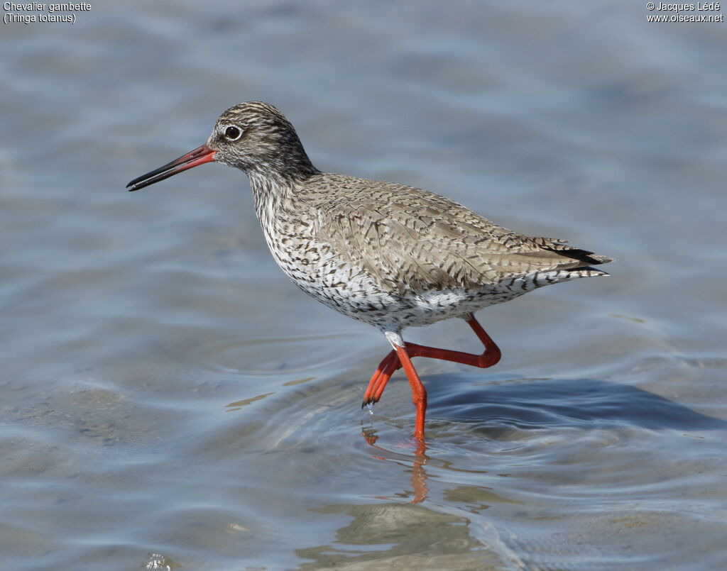 Common Redshank