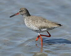 Common Redshank