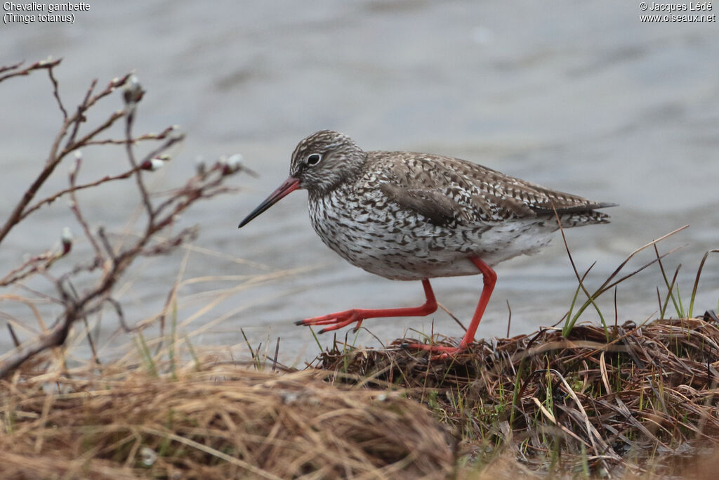 Common Redshank