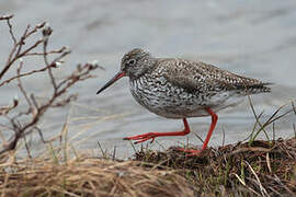 Common Redshank