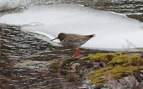 Common Redshank