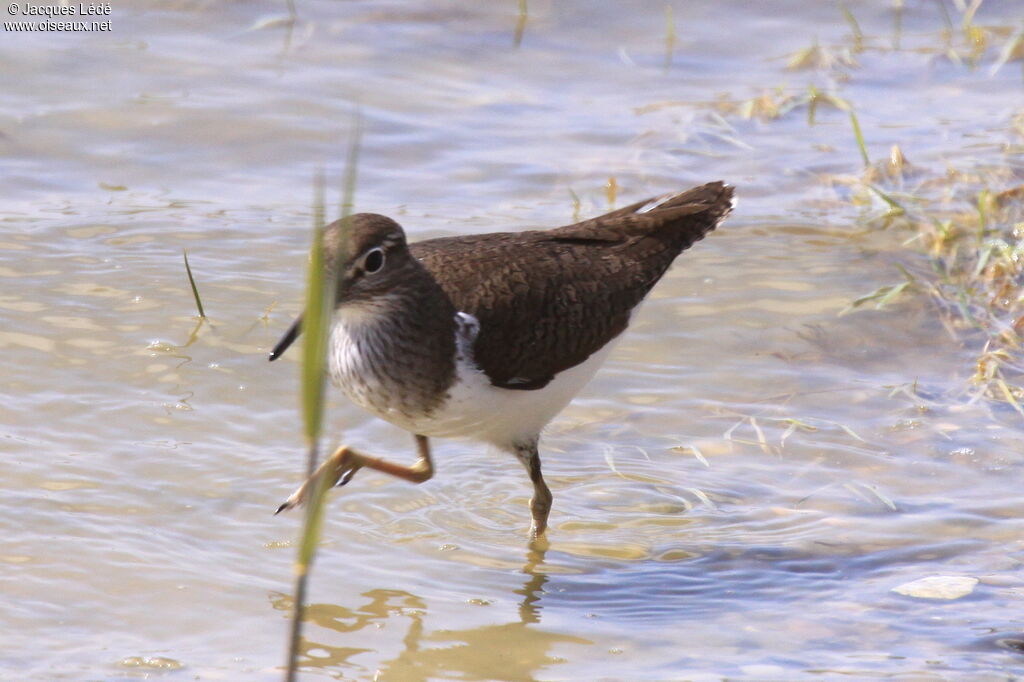 Common Sandpiper