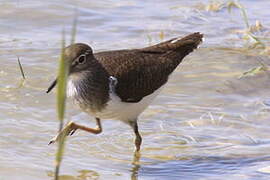 Common Sandpiper