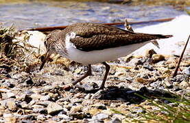 Common Sandpiper