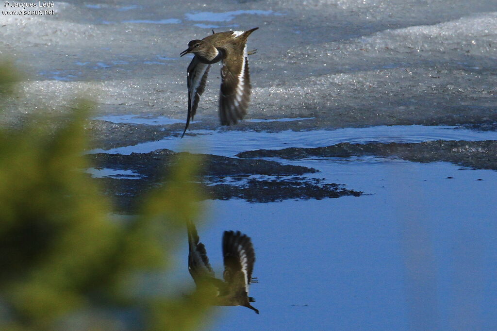 Common Sandpiper