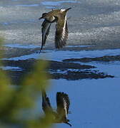 Common Sandpiper