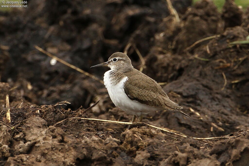 Common Sandpiper