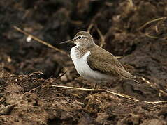 Common Sandpiper