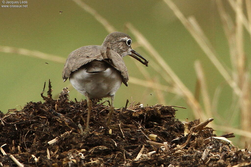 Common Sandpiper