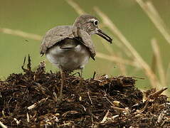 Common Sandpiper