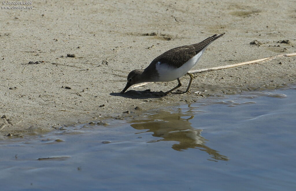 Common Sandpiper