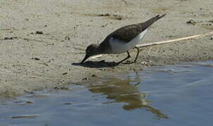 Common Sandpiper