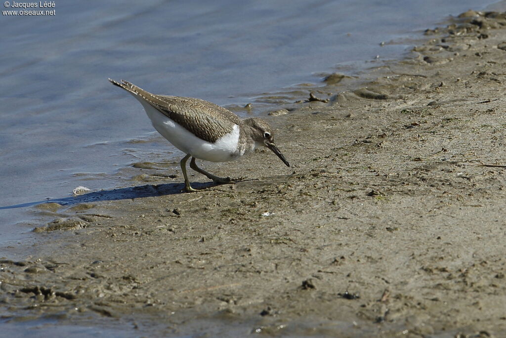 Common Sandpiper