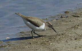 Common Sandpiper